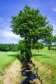 Rossmore Golf Club (42 of 79)